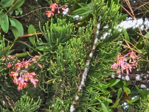 a tree with green leaves and pink flowers at Habitation Villa Les Cassias in Petit-Bourg