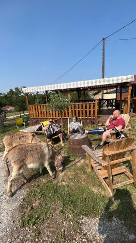 a group of people and animals in a yard at Camping de la ferme aux ânesses, mobil home sofia2 in Bressuire