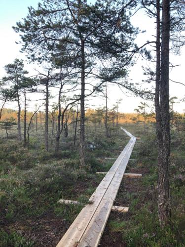 a wooden boardwalk in the middle of a forest at Kylås Vildmark in Skillingaryd