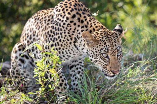 ロッジの敷地内または近くにいる動物