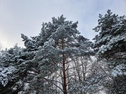 a group of trees covered in snow at Ferienwohnung "Auszeit" in Tabarz