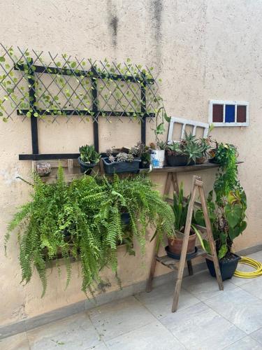 un grupo de plantas en macetas en una pared con una escalera en Quinto do Tijuco, en Diamantina