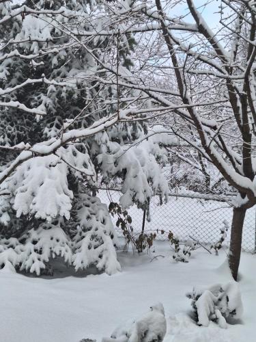a tree covered in snow next to a fence at TINY CABIN in Braşov