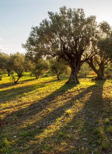 a group of trees in the middle of a field at Villa Oliva in Sanlúcar la Mayor