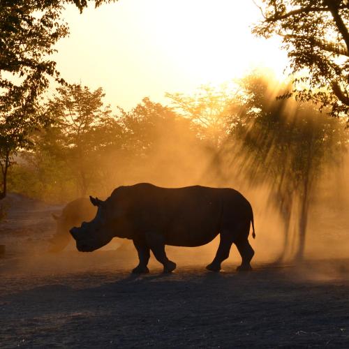 a silhouette of a rhino walking on a dirt road at Sukulu Reserve in Livingstone