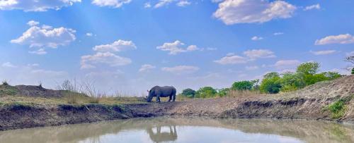 un elefante parado en un campo junto a un cuerpo de agua en Sukulu Reserve, en Livingstone