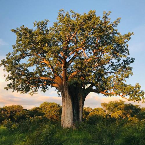 a large tree in the middle of a field at Sukulu Reserve in Livingstone