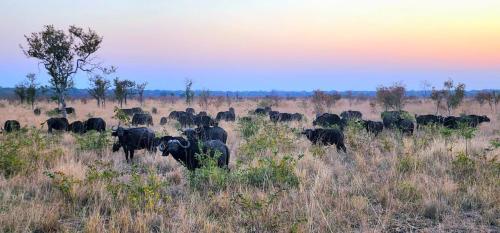 a herd of elephants walking through a field at Sukulu Reserve in Livingstone