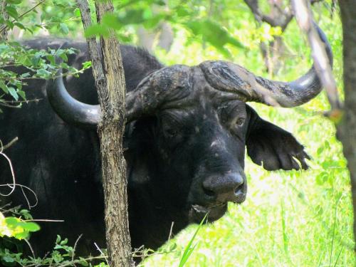 a bull with horns standing next to a tree at Sukulu Reserve in Livingstone