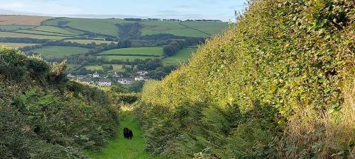 a couple of cows walking down a grassy hill at Highfield House, Parracombe, Modern B&B in Parracombe