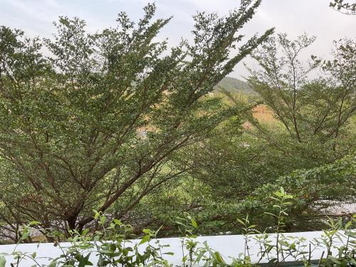 a tree with green leaves with a mountain in the background at Green Inn Phu Quoc Hotel in Phu Quoc