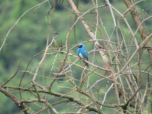 dos pájaros posados sobre una rama de árbol en San Silvestre de Irupana en Chulumani