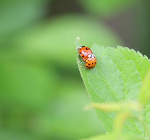 a ladybug is sitting on a green leaf at Mecklenbü mit Teich, Kamin, Sauna und Hotpott in Dargun