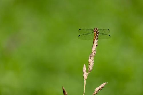 a green dragonfly sitting on top of a plant at Mecklenbü mit Teich, Kamin, Sauna und Hotpott in Dargun