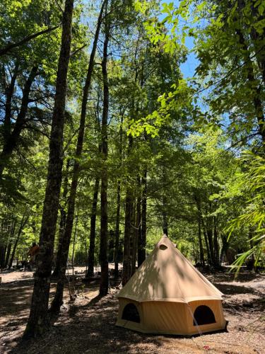 a tent sitting in the middle of a forest at Casa del Árbol - Camping in Malalcahuello
