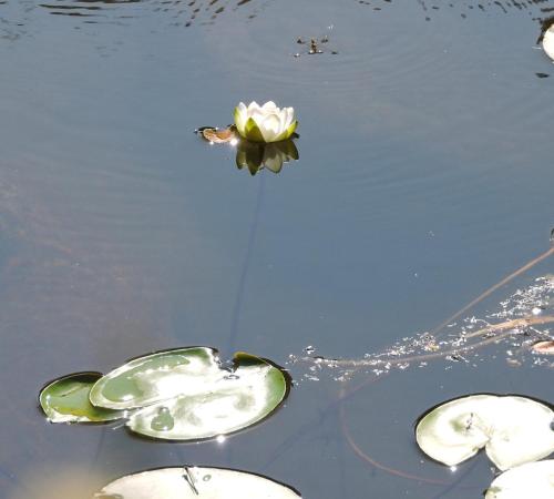 a flower floating on top of the water at B&b Sa Zodia Guest House in Bitti
