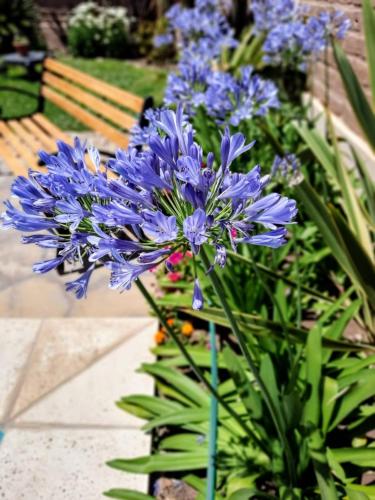 a bunch of purple flowers in front of a bench at Luna de Cafayate Hotel Boutique in Cafayate