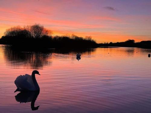 a swan swimming in a lake at sunset at Churchview in Townhill