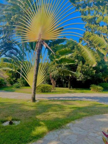 a large palm tree in a park with a road at Luxury Villa Classic style, 7 minutes from the beach in Sosua in San Felipe de Puerto Plata