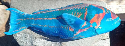 a blue fish painted on the side of a rock at Villa Maori Tea Rapa Nui, Easter Island with ocean view in Hanga Roa