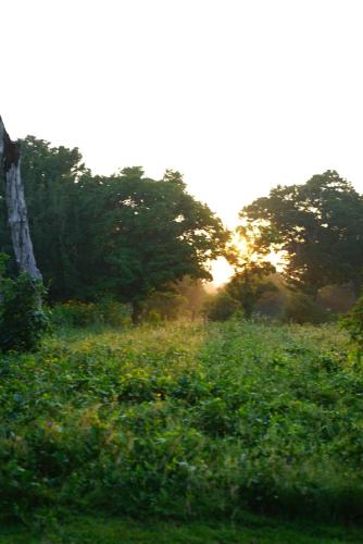 a field of grass with trees in the background at Yala Wild House in Yala