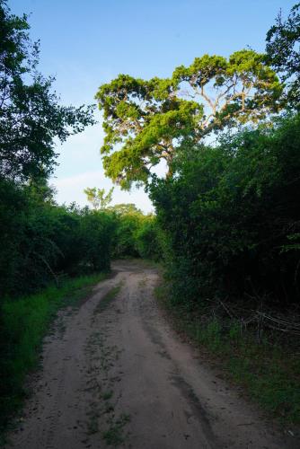 a dirt road with trees on both sides at Yala Wild House in Yala