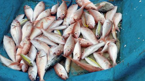 a bunch of fish in a blue bucket at Or Mandira Guest House in Fam