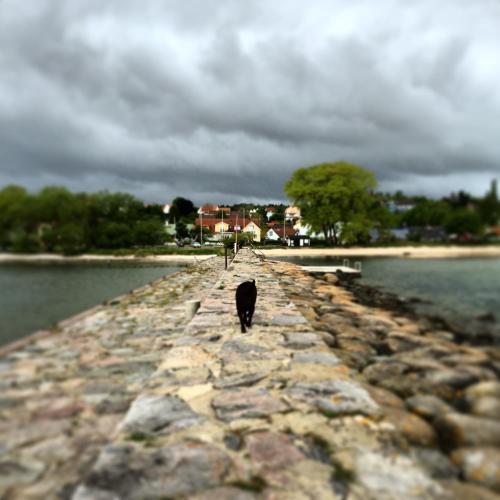 a black cat walking down a stone walkway near the water at Kivikstrand Badhotell in Kivik
