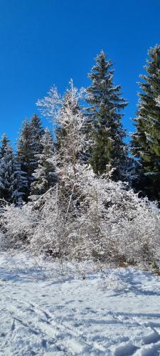 a tree covered in snow in front of some trees at Boutique Hotel Angerer in Murnau am Staffelsee