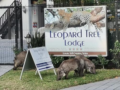 three pigs grazing next to a sign with a leopard tree lodge at Leopard Tree Lodge in St Lucia
