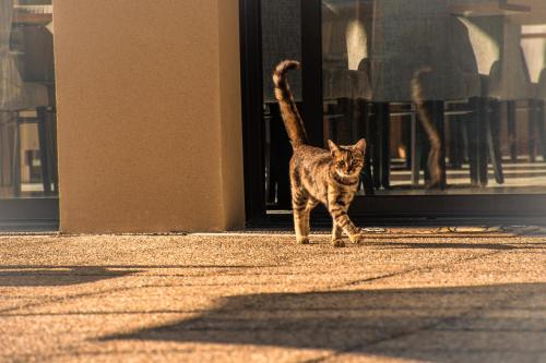 a cat walking on a sidewalk in front of a building at Hôtel le Panoramic - Votre Hôtel au cœur des Gorges du Verdon in La Palud sur Verdon