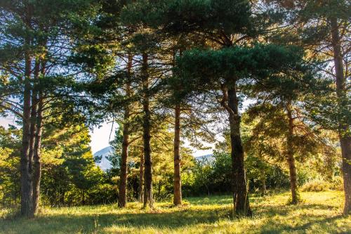 a group of trees in a field of grass at Hôtel le Panoramic - Votre Hôtel au cœur des Gorges du Verdon in La Palud sur Verdon