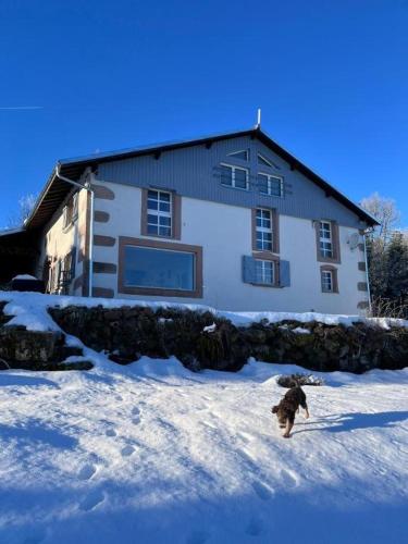 un chien courant dans la neige devant une maison dans l'établissement Villa d'exception LA BELLE DES VOSGES 4 étoiles, bain nordique, sauna, billard etc, à Le Tholy