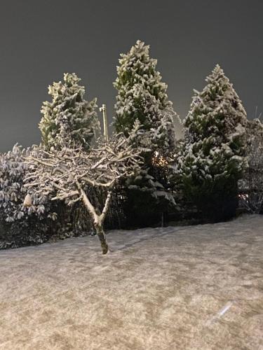 a group of trees with snow on them at The Little John Petite Cosy Log Cabin - Sleeps 2, great for romantic breaks, couples, single guests, near Sherwood Forest at Fairview Farm, Nottingham set in 88 acres in Blidworth