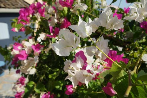 Jardín al aire libre en Spiti Espede