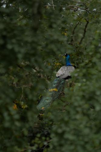 a peacock sitting on top of a tree branch at Athgira River Camping - Udawalawe in Udawalawe