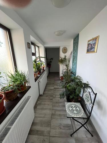 a hallway with a chair and potted plants at Solaria Apartment in Galaţi