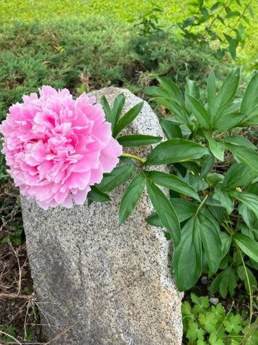 a pink flower sitting on top of a rock at Whitehorse Wonder in Whitehorse