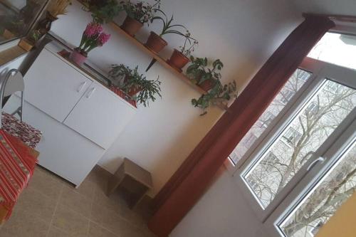 克盧日納波卡的住宿－Three room apartment，墙上挂着盆栽植物的客厅
