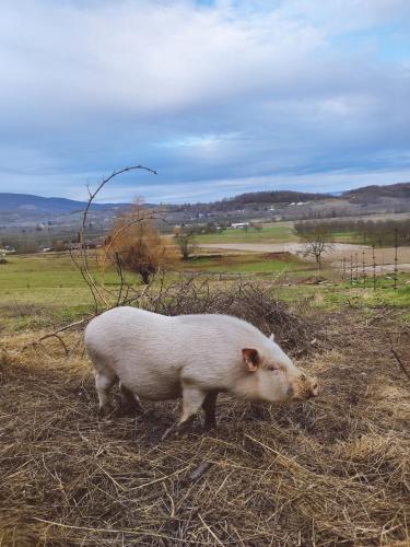 a pig walking in the hay in a field at Les deux sources in Saint-Laurent-en-Royans