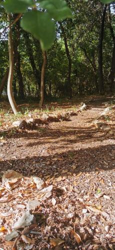 a forest with trees and leaves on a dirt road at MaMè in Bettona