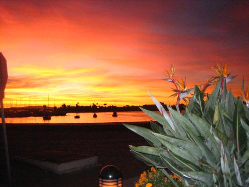 um pôr-do-sol sobre uma massa de água com uma planta em El CARMEL em San Diego