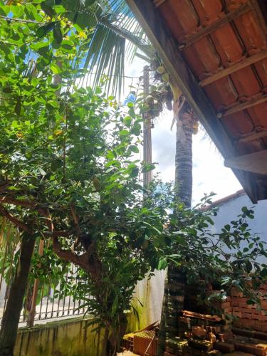 uma palmeira num edifício com uma árvore em GEBA1265 em Guaratinguetá