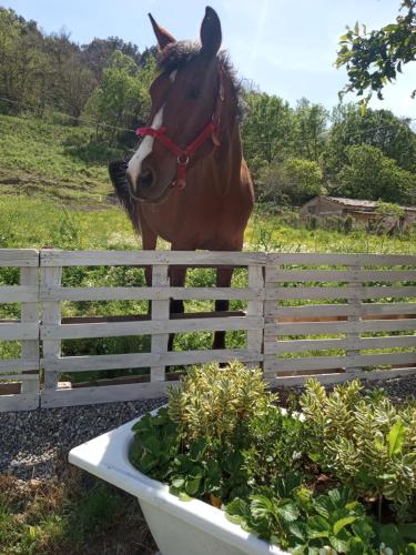 a horse is standing next to a fence at Romy House in Pianopoli