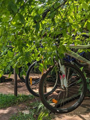 a bike parked under a tree with leaves at Backyard Hostel in Moshi