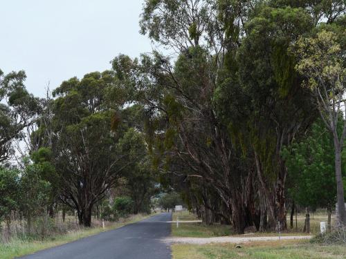 a road with trees on the sides of it at Shawwood Estate in Mudgee