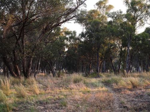 a dirt road in a field with trees at Shawwood Estate in Mudgee