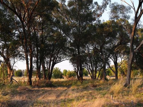 a group of trees in a field with grass at Shawwood Estate in Mudgee