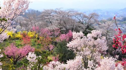 a bunch of trees with pink flowers on a hill at Toyoko Inn Fukushima-eki Higashi-guchi No 2 in Fukushima