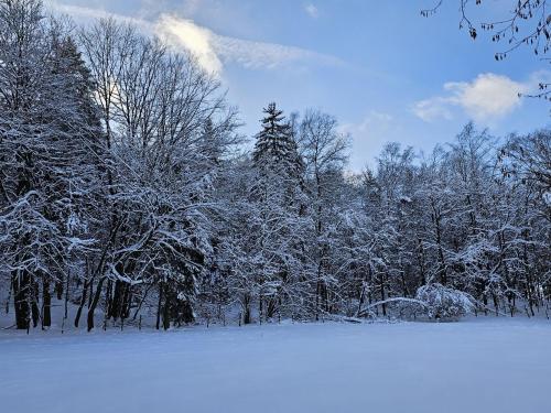 a group of trees covered in snow on a field at Landhotel Halbfas-Alterauge in Drolshagen
